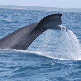 Land and boat based whale watching in Gansbaai
